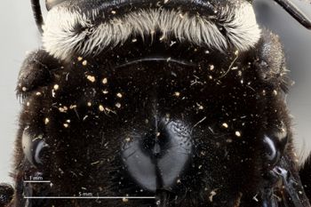 Media type: image;   Entomology 810662 Aspect: Pronotum dorsal